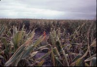 Cornfield with red post