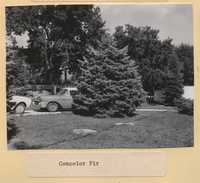 Windbreaks.