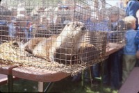 Releasing an otter.