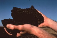 Hands in the dirt.