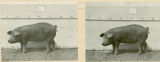 Experiment 315, representative pig #205, 1929
