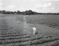 Young Girl Stands in Cornfield