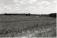 Spindly corn in field