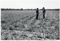 1978 No-till tours