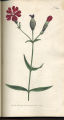 Dark-coloured Catchfly
