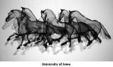 Horse Group