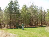 Man stands by Pine trees