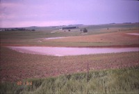 Field of early corn with flooding 