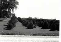 Evergreens in abundance