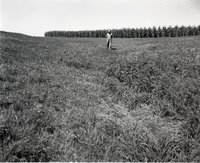 Farmer Stands in a Pasture Close to Corn Ffield