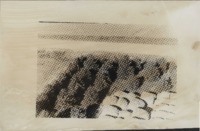 Windbreaks in Delaware County, Iowa.