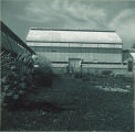 Man watering plants outside greenhouse, The University of Iowa, 1950s