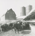Cattle at the feed bunk, 1963