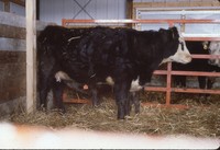 Hiller farm cattle.