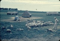 Hogs in a pasture.