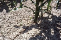 No-till corn field tour.