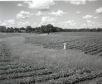 Young Girl Stands in Cornfield