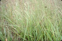 Side-oat grass in the DeSoto Bend.