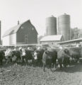 Cattle and  Cattle Barn, 1963