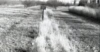 Caucasian bluestem grass