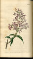 Persian Lilac, Lilac