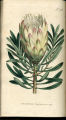 Honey-bearing Protea