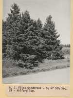 Windbreak on A.J. Fliss's Farmstead.