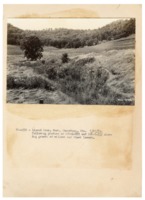 1937 - Willow and black locust trees on farm