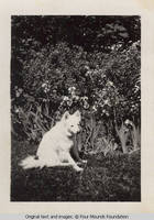 Dog Denise