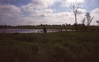 Wetland on the Wyatt Farm.