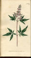 Five-leaved Chaste-tree