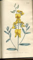 Channeled-stalked Crotalaria, Rattlebox