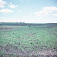 Grassed waterway on the Bumann farm.