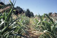 Corn field with pines
