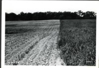 View of the Field 