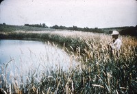 Reeds canary grass.