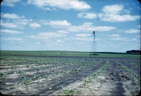 Contoured cornfield after heavy rain.