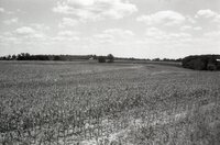 Spindly corn in field