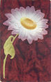 Large daisy, July 9, 1910