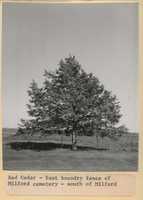 Red Cedar Tree in the Milford Cemetery Fenceline.