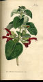 Shining-leaved Sage