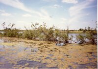 1987 Craig Murguia Pond