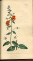 Nettle-leaved Celsia,Mask Flower