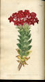 Scarlet-flowered crassula