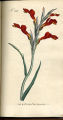 Scarlet-flowered Antholyza