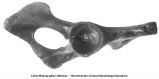 Pleistocene Fauna, acetabular view of part of a proboscidean pelvis, Oskaloosa, Iowa, late 1890s or early 1900s