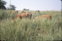 Cows in grassy field