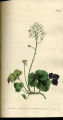 Three-leaved Cuckow-flower,Bittercress