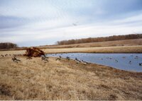 2002  Shallow water area comstructed on David Sheridan's property