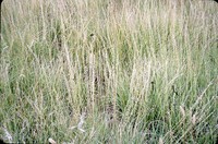 Side-oat grass in the DeSoto Bend.